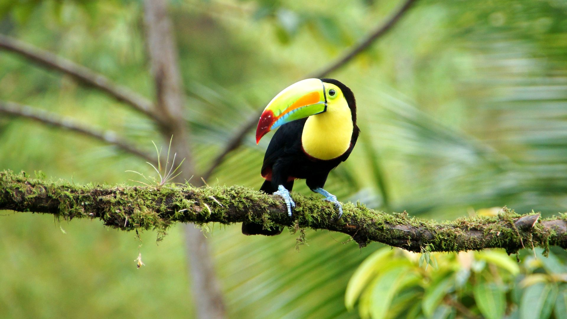 Des images de la biodiversité costaricienne circulent pendant un mois dans les principales villes d’Allemagne