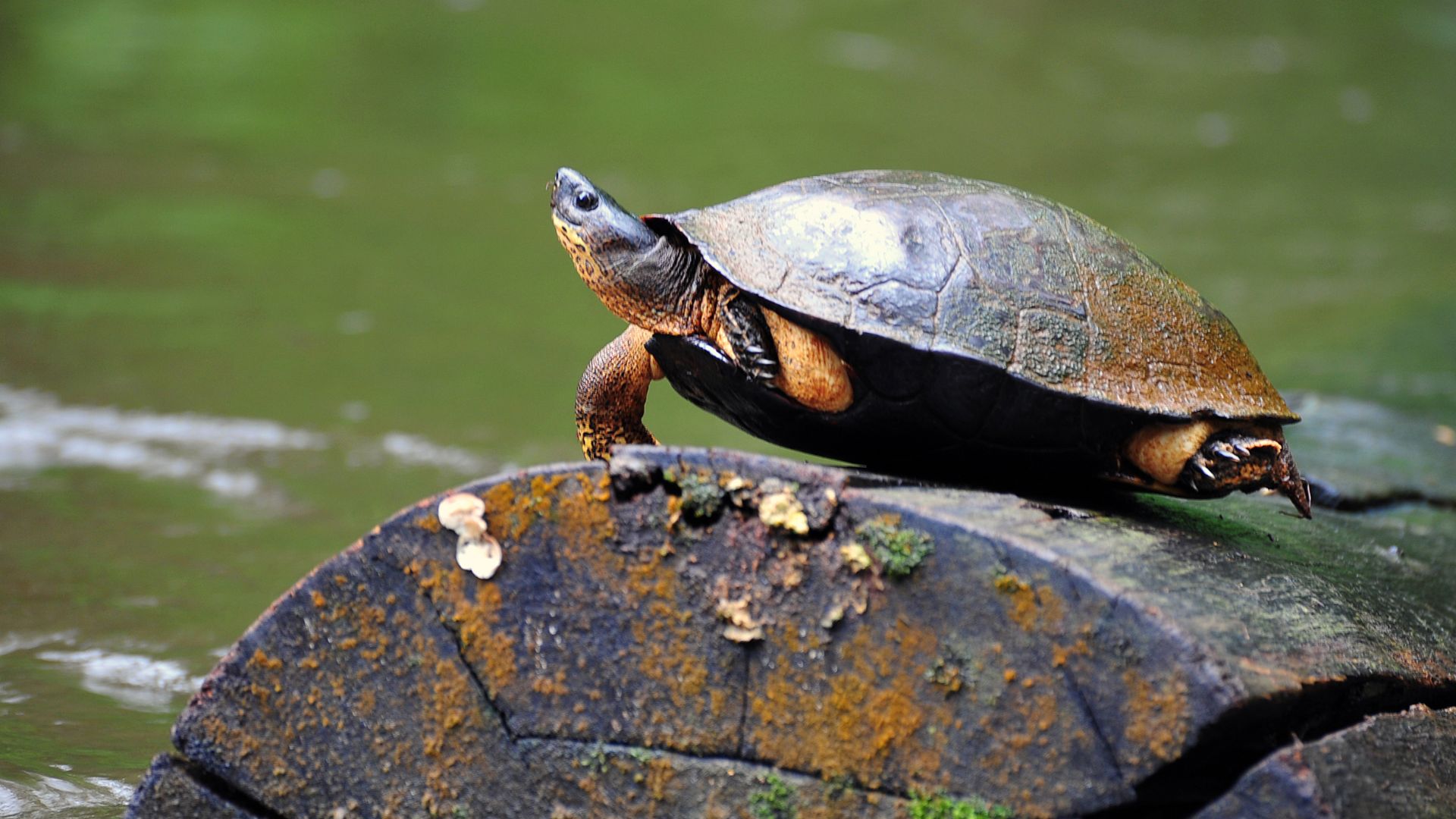 Avances en la Conservación de Tortugas Marinas en Ostional y Tortuguero