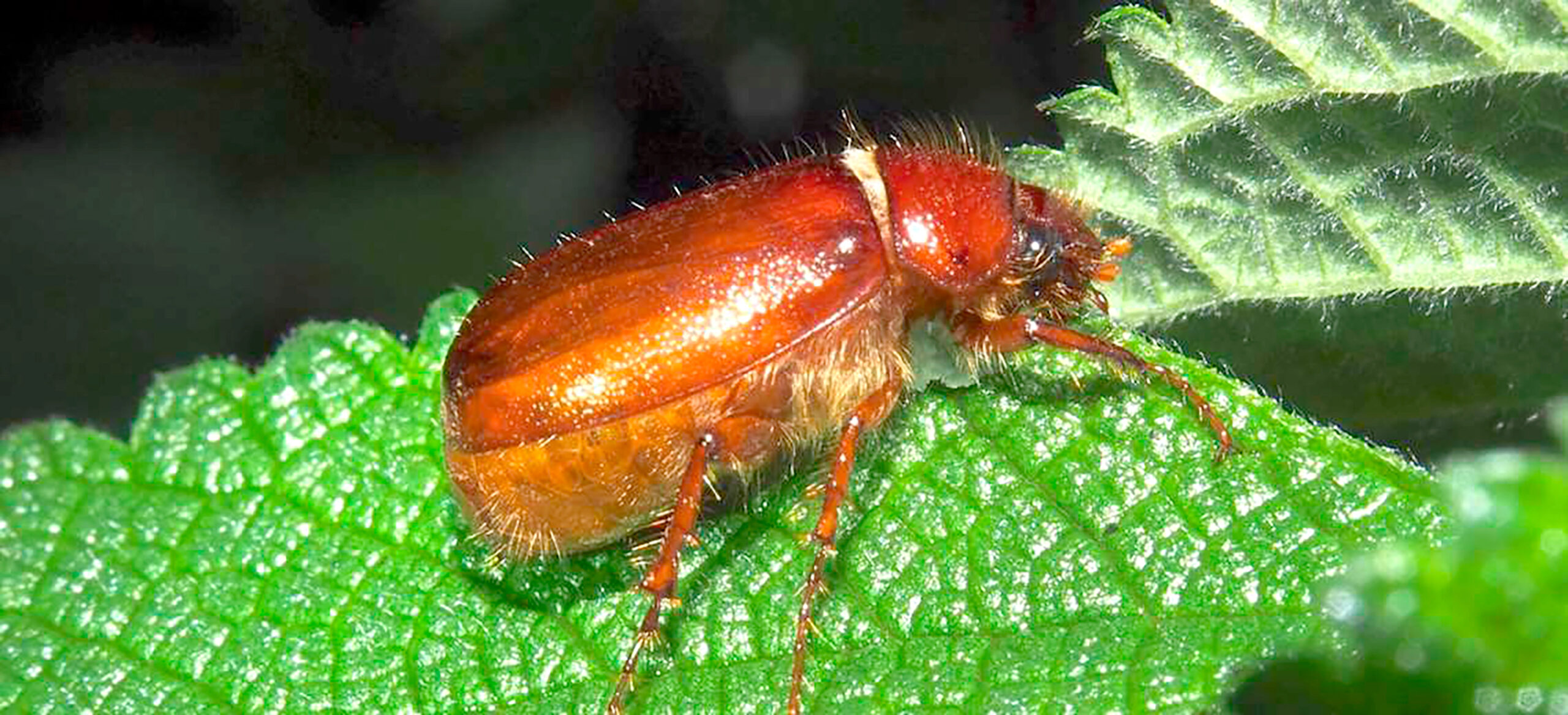 Declive de los ‘Abejones de Mayo’ en Costa Rica: Historia, Desafíos y Conservación