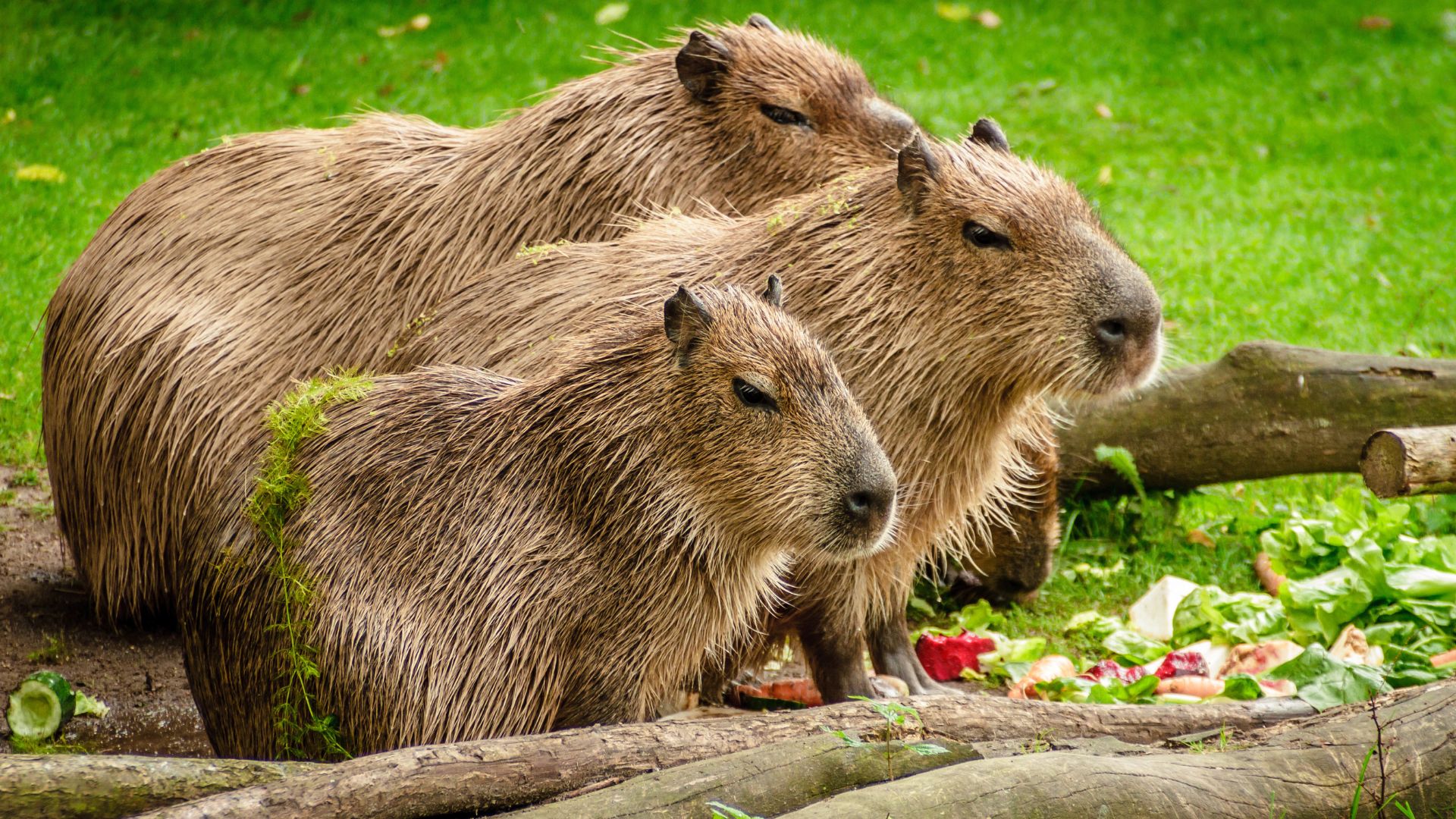 Capybaras au Costa Rica, de leur saisie à leur nouvelle vie à Zoave