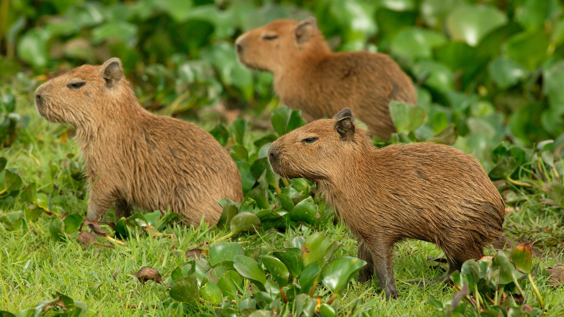 Capibaras en Costa Rica, de su decomisa a su nueva vida en Zoave