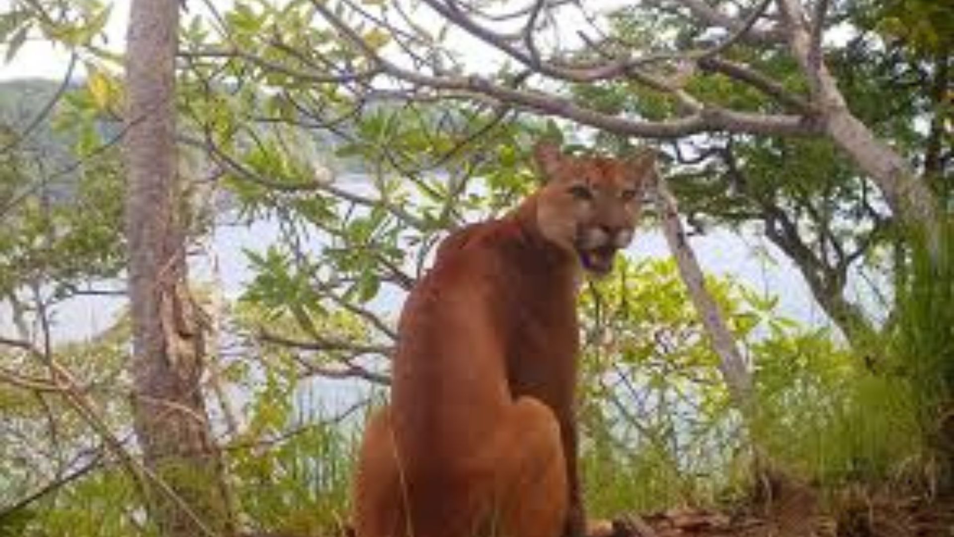Des caméras pièges captent des images inédites d’un puma sur des falaises du Pacifique